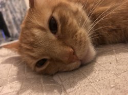 Cat Laying Down Meme Template