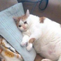 Sad Cat-Fat Meme Template