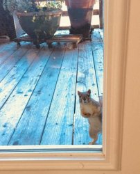 squirrel at the door Meme Template