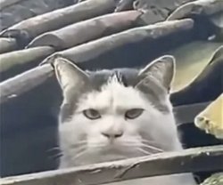 Angry cat Meme Template