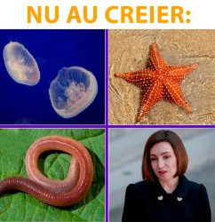 maia sandu meme майя санду мем Meme Template