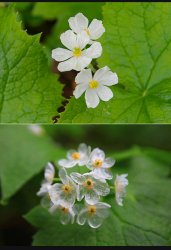 Skeleton flower Meme Template