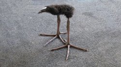 DAAAAAYYYUM Pukeko Bird Meme Template