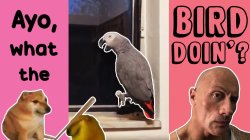 Suck Bird Meme Template