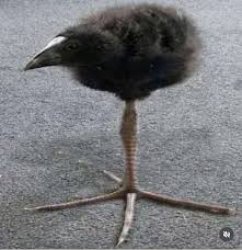Tripod Bird Meme Template