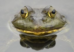 frog Meme Template