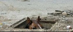 Peeking Horse Meme Template
