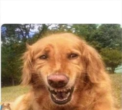 Laughing Dog Meme Template