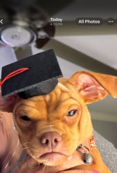 Smart dog Meme Template