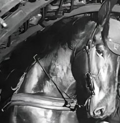 side eye horse Meme Template