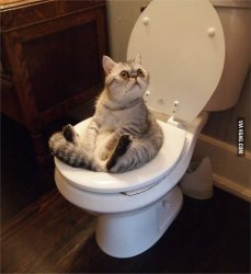 Cat on toilet Meme Template