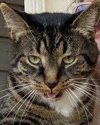 Buddy the Cat Meme Template