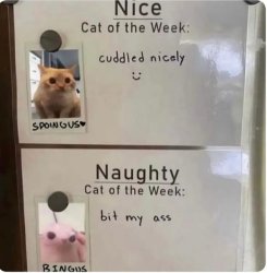 Nice Cat of the week Meme Template