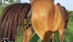 Happy Horseshit Meme Template