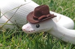 White Snake Cowboy Meme Template