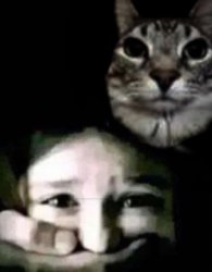 Meow I want my treats Meme Template