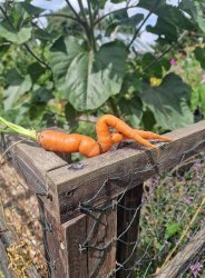 Sexy Carrot Meme Template