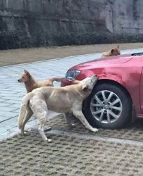 dogs destroying car Meme Template