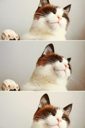 Attention cat Meme Template