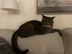 Sassy cat Meme Template