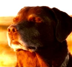 Cooked dog Meme Template