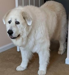 Patou dog wtf Meme Template