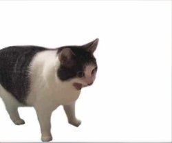 screaming cat why is it Meme Template