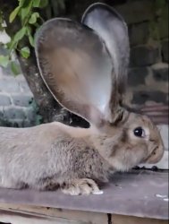 Rabbit ears Meme Template
