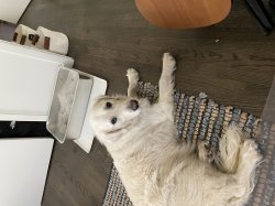 Unsurprised dog Meme Template