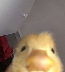 Duck Stare Meme Template