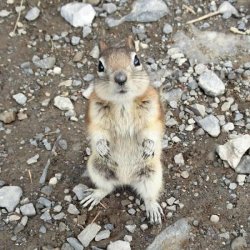 chipmunk standing Meme Template