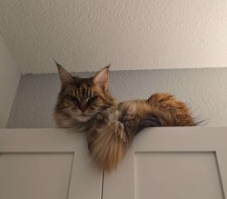 Angry Cat Meme Template