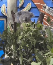 Koala Masterbation Meme Template