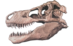 T rex skull Meme Template