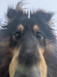 Dog Meme Template