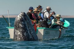 Whale with boat Meme Template