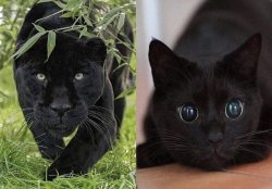 Panther and cat Meme Template