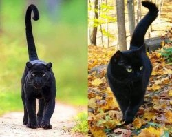 Panther and cat Meme Template