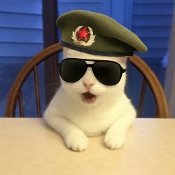 Cat Militer Meme Template