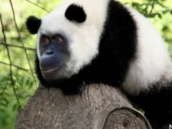 Monkey Meme Template