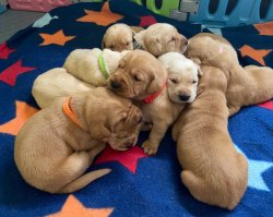 Lab puppies Meme Template