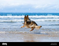 German Shepherd At The Beach Meme Template