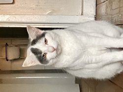 Sigma cat Meme Template