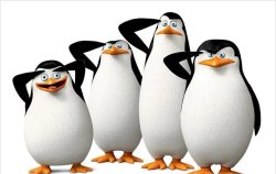 the silly penguin Meme Template