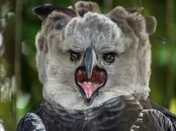 Harpy Eagle Gasp Meme Template