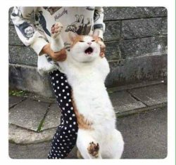 Gato si ya saben como soy Meme Template