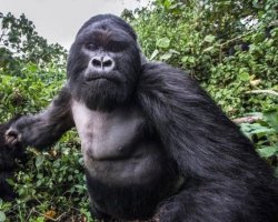 Gorilla Punch Meme Template