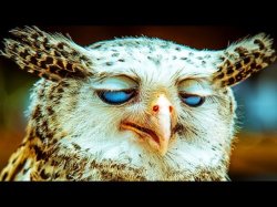 Owl day Meme Template