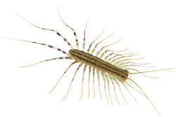 House centipede Meme Template