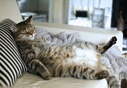 Fat cat Meme Template